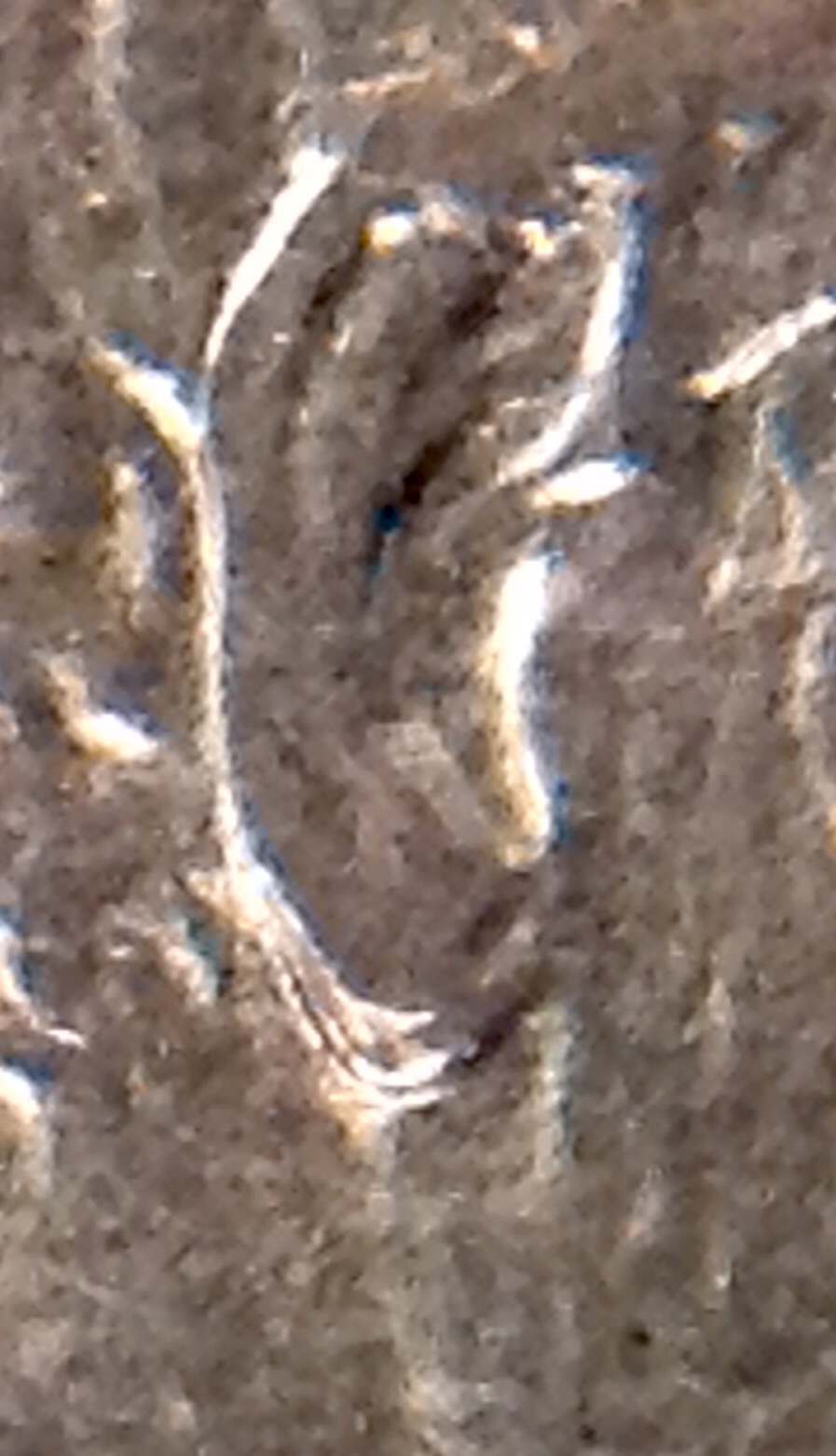 Lincoln-Double-Ear-?